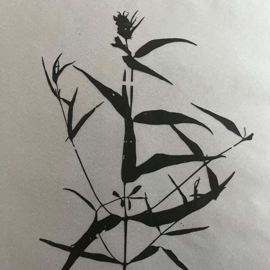 plante_cycle_herbier_ateliers_epinette