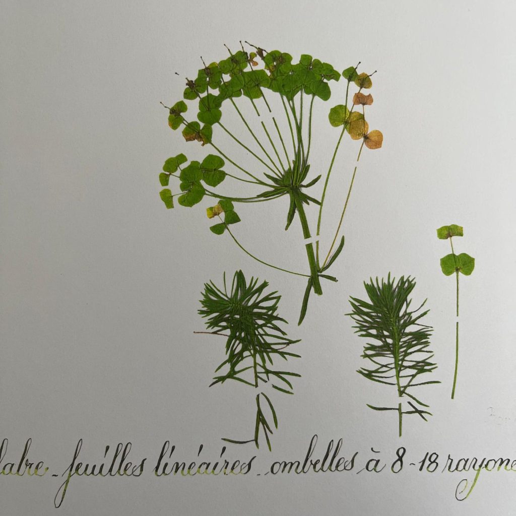 page_herbier_atelier_chloe_hunzinger