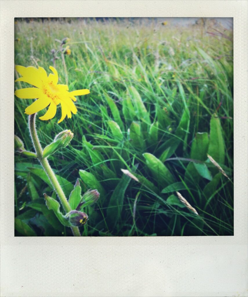 Polaroïd de fleurs des montagnes : Arnica